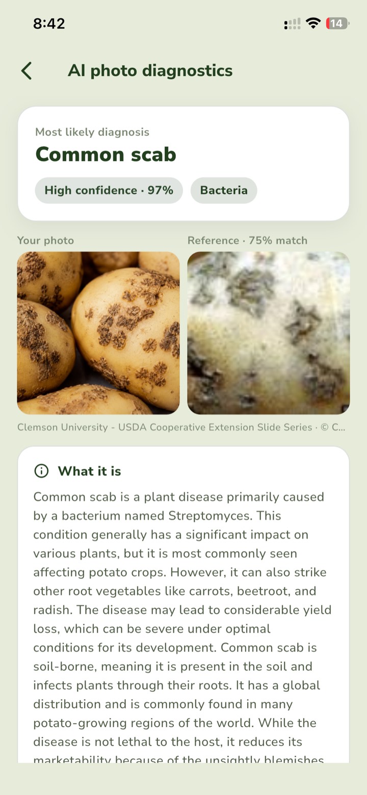 AusGrower AI photo diagnosis identifying common scab with 97% confidence